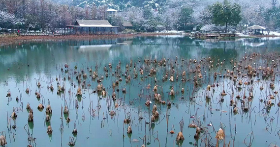 杭州八卦田视频