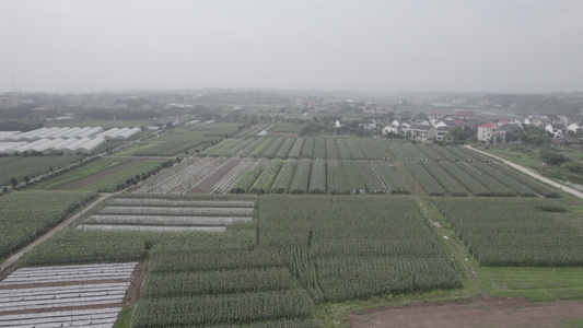 乡村产业园大棚蔬菜种植园视频