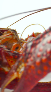 小龙虾生鲜食材活虾虾子视频