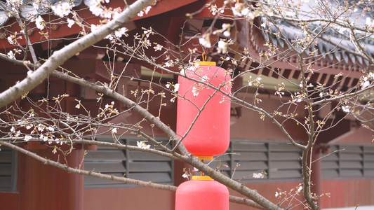 春天花期古建筑红色灯笼白色樱花4k素材视频