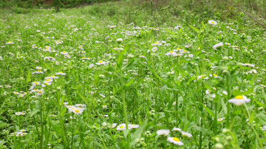 一年蓬花草花朵视频