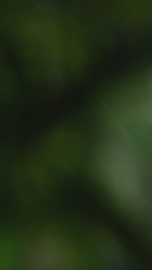 雨水打在植物上生机勃勃21秒视频