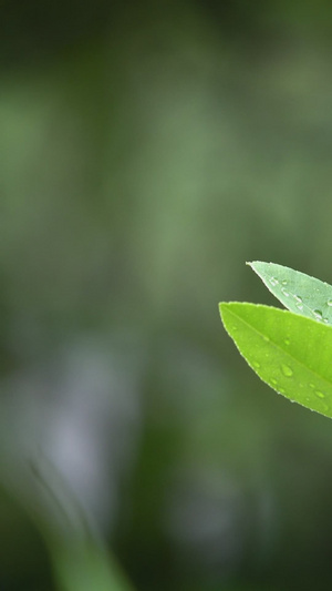 雨水打在植物上生机勃勃21秒视频