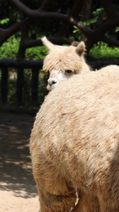 拍摄羊驼合集动物园视频