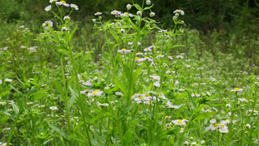 一年蓬花草花朵视频