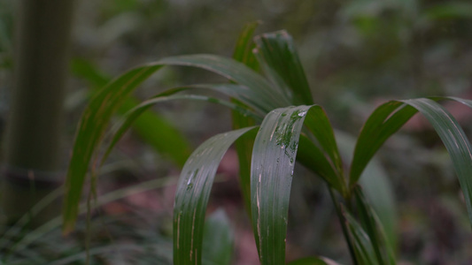 4K雨滴落在雨林绿色植物叶片上视频