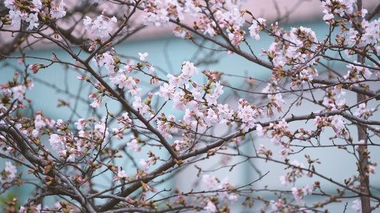 春天花季花期盛开的白色樱花4k素材视频