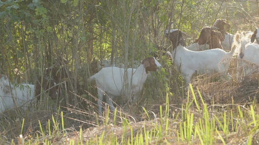 农村乡村农民饲养的山羊畜牧业养殖业视频