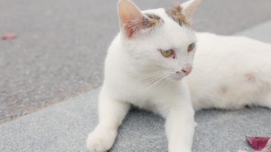 温顺的猫咪视频