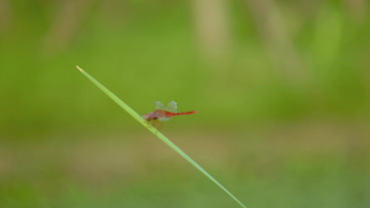 红色蜻蜓[蜻蜒]视频