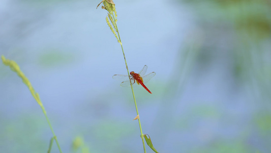 红色蜻蜓[蜻蜒]视频