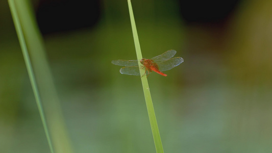 红色蜻蜓[蜻蜒]视频