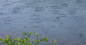 4K拍摄春雨雨滴落在湖面29秒视频