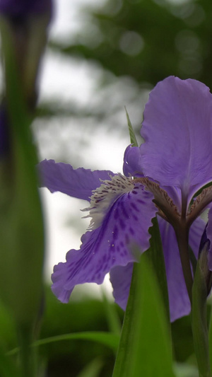 在风中摇曳的紫色菖蒲随风摇摆29秒视频
