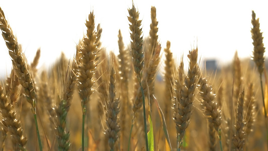 4K泛黄的麦穗麦子饱满颗粒丰收实拍视频视频