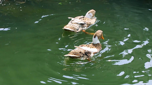 春江水暖鸭先知[锦水]视频