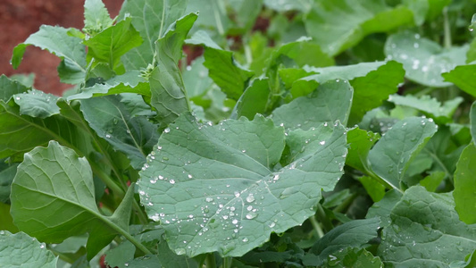 下雨天雨水滴落在嫩绿叶子上视频