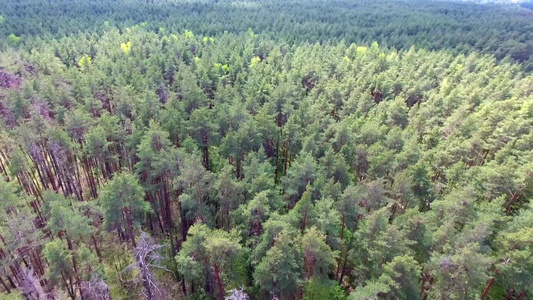飞过森林航拍飞跃视频