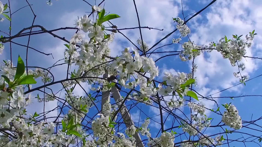大黄蜂从樱桃树收集花蜜视频