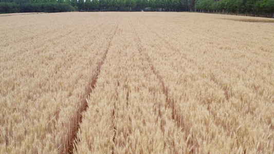 夏季成熟的小麦视频