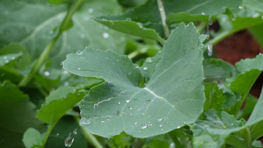 下雨天雨水滴落在嫩绿叶子上视频