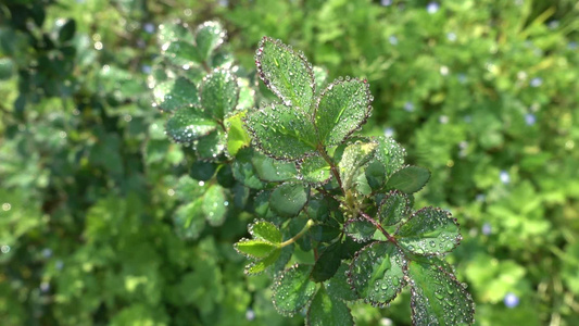 早晨植物叶子上面的露水水滴4k视频视频