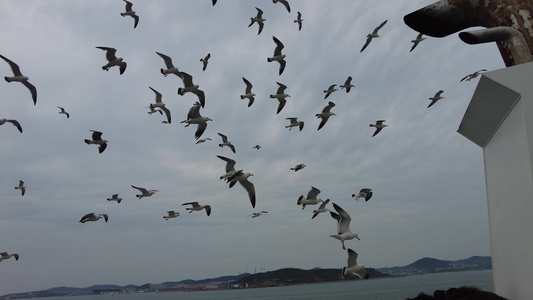 海边沙滩鹅卵石实拍大海海浪海鸥飞翔视频