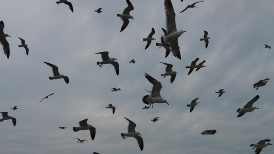 海边沙滩鹅卵石实拍大海海浪海鸥飞翔视频