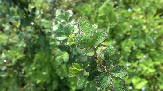 早晨植物叶子上面的露水水滴4k视频视频