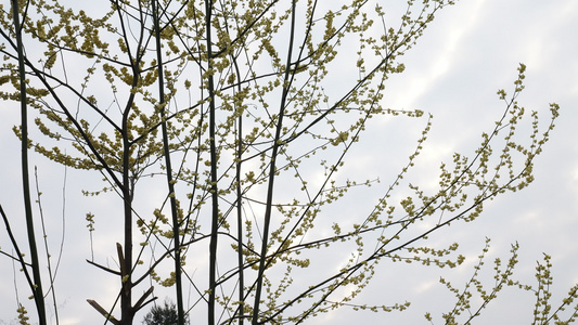 农村山胡椒植物视频