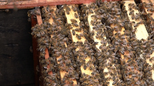4K蜂箱蜂础上密集的蜜蜂实拍视频24秒视频