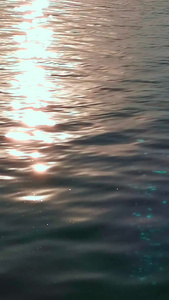日落湖泊上野鸭游泳雁形目视频