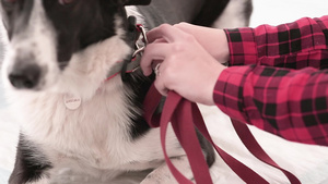 兽医诊所内有皮革铅的狗狗15秒视频