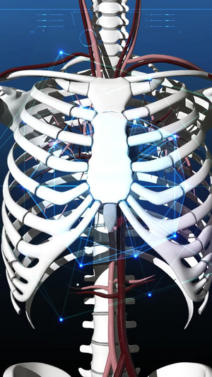 三维人体骨骼静脉背景科技医疗30秒视频