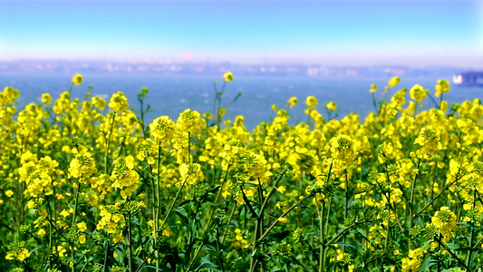 阳澄湖油菜花[紫云英]视频