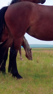5k超高清拍摄在碧绿的草原上悠闲吃草的马群锡林郭勒视频