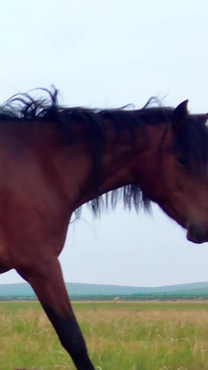5k超高清拍摄在碧绿的草原上悠闲吃草的马群锡林郭勒76秒视频