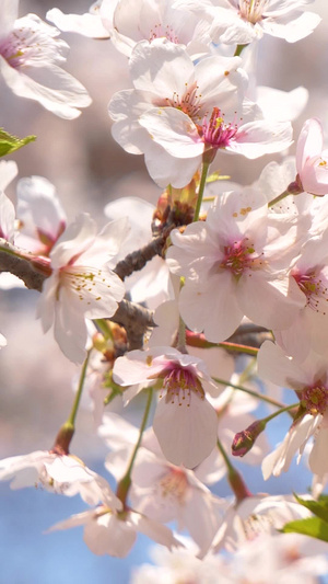 春天蓝天白云下的樱花花开了21秒视频