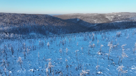 岭上冬季雪景雾凇雪松树挂林海雪原银装素裹视频