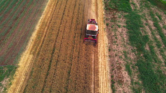 4k航拍麦田收割机收割麦子视频