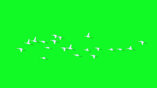 群鸟飞翔带通道4K视频