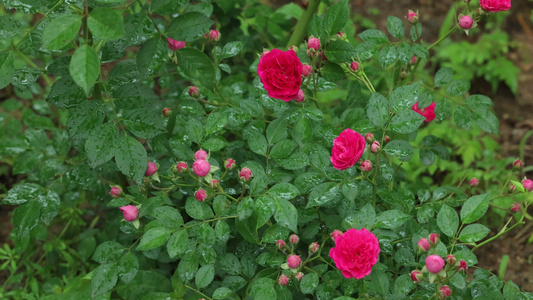 雨季的月季花4K视频