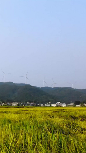 航拍湖南湘潭乡村秋天里的麦田20秒视频