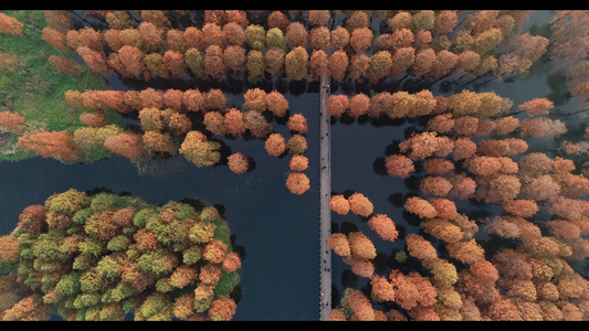 4K上海青浦区青西郊野公园水上森林航拍视频