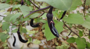 茄子种植大棚41秒视频