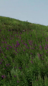 5k多角度拍摄草原上的野花盛开柳兰花花海多组镜头视频