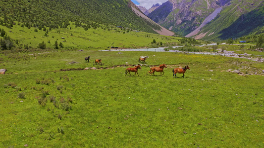 西藏昌都草原上的马群视频