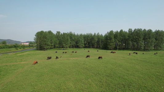 航拍草原湿地牛羊在吃草视频