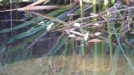 水草水下芦苇水塘池塘倒影波纹视频