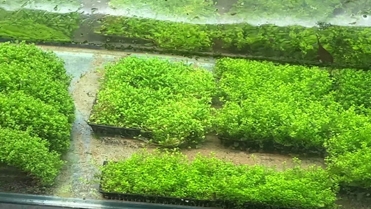 水草水下水族造景植物视频